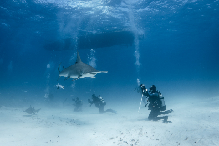 Bimini Berry Islands Bahamas Diving 4