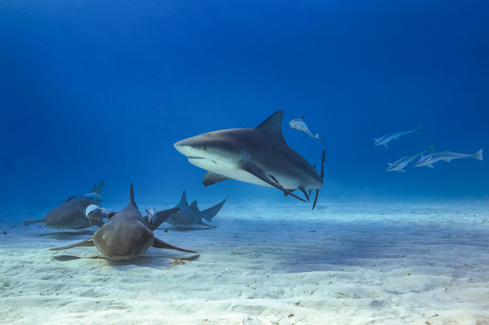 Bimini Berry Islands Bahamas Diving 6