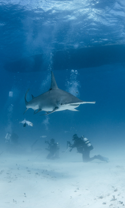 Bimini Berry Islands Bahamas Diving Portrait