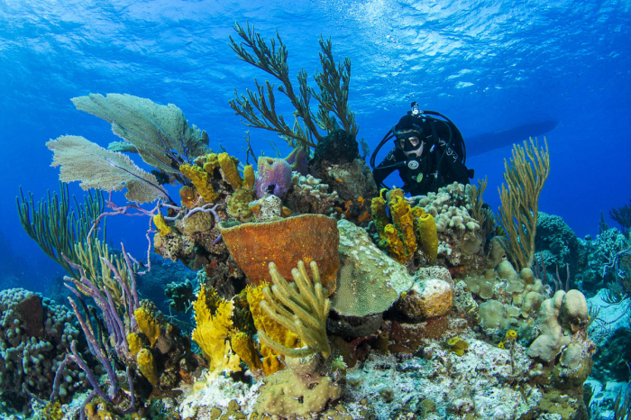 Eleuthera Exumas Cat Island Diving Bahamas 8