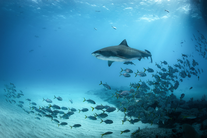 Grand Bahama Abaco Islands Diving 5