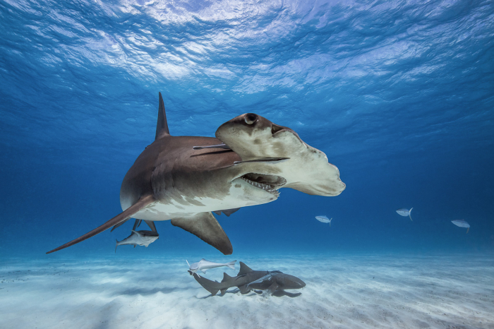 Grand Bahama Abaco Islands Diving 6