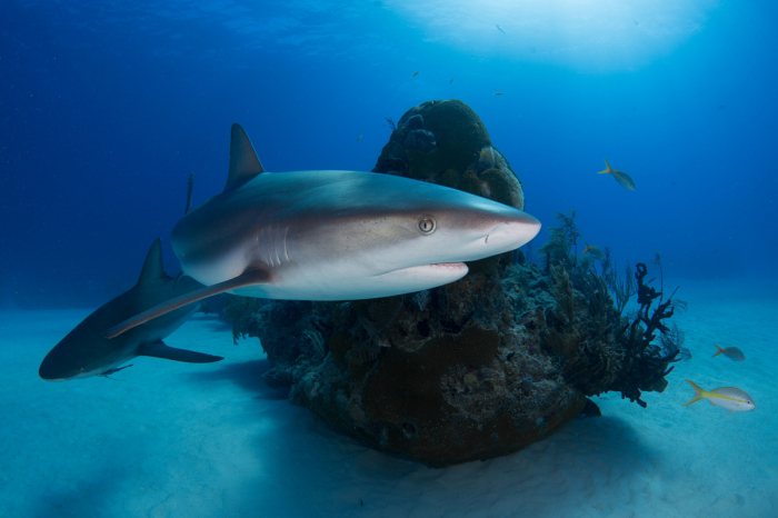 Grand Bahama Abaco Islands Diving 7