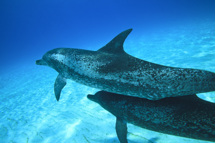 Grand Bahama Abaco Islands Diving 9
