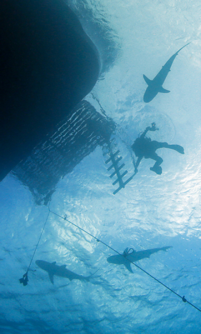 Grand Bahama Abaco Islands Diving Portrait