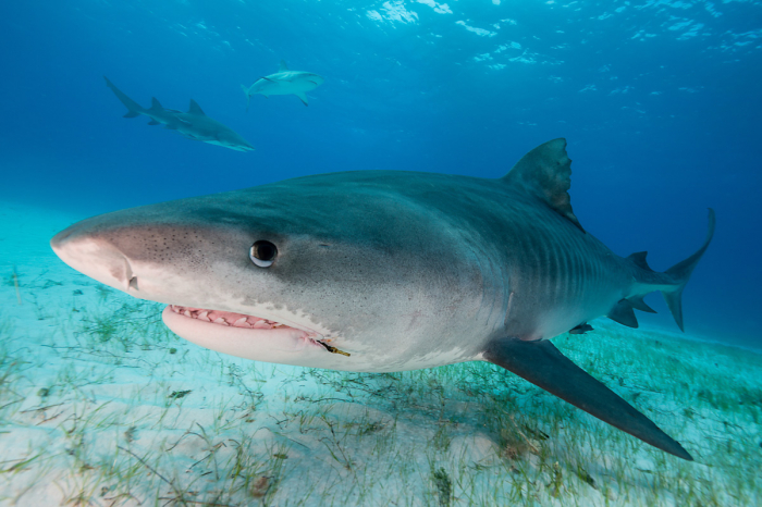 Grand Bahama Abaco Islands Diving