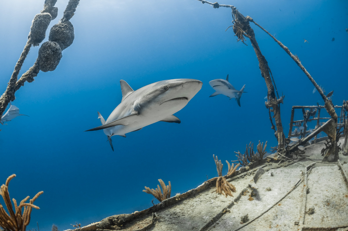 Nassau New Providence Bahamas Diving 3