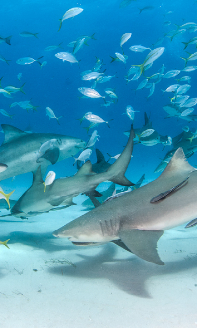 Nassau New Providence Bahamas Diving Portrait