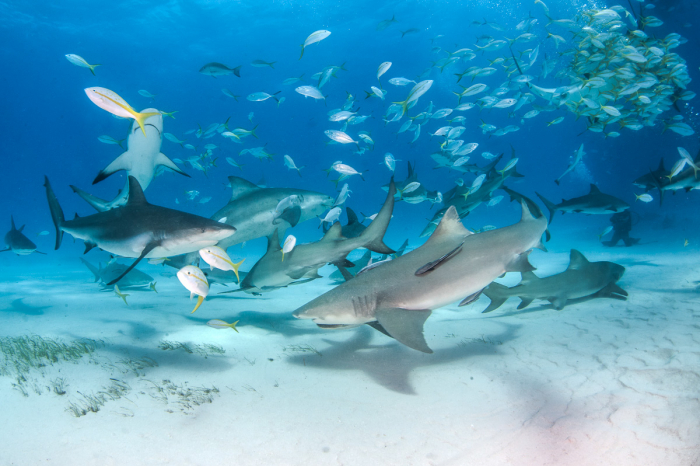 Nassau New Providence Bahamas Diving