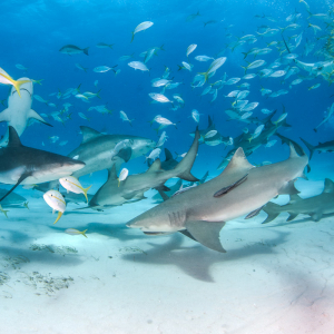 Nassau New Providence Bahamas Diving