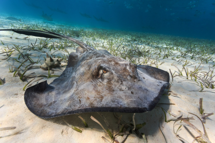 Ambergris Caye Caulker Belize Scuba Diving 2