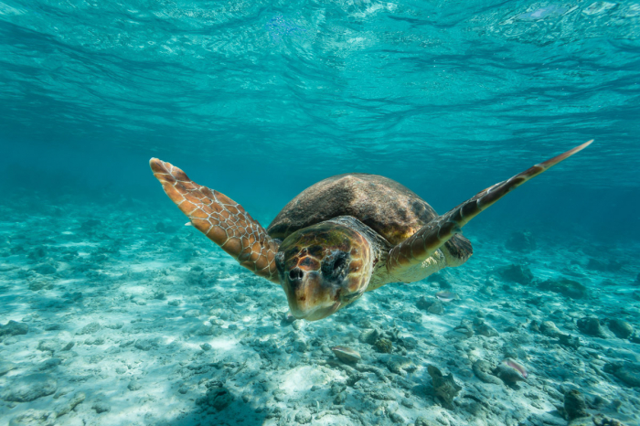 Ambergris Caye Caulker Belize Scuba Diving 5