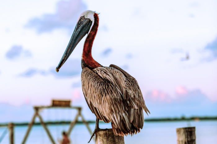 Ambergris Caye Caulker Belize Scuba Diving 8