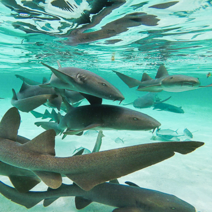 Belize Scuba Diving Shark Alley Ambergris