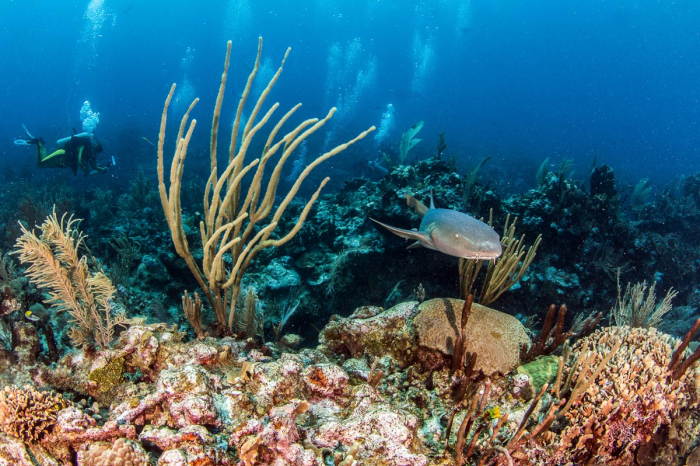 Glovers Reef Hopkins Plancecia Diving Belize 2
