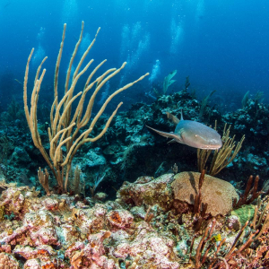 Glovers Reef Hopkins Plancecia Diving Belize 2