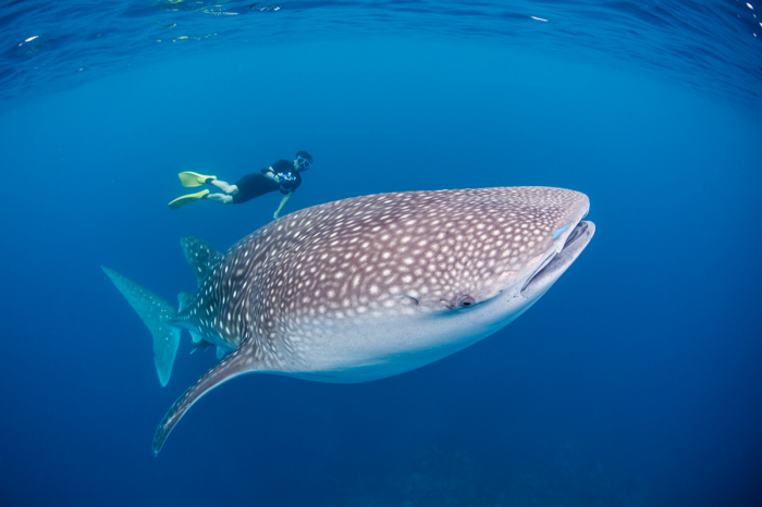 Glovers Reef Hopkins Plancecia Diving Belize 5