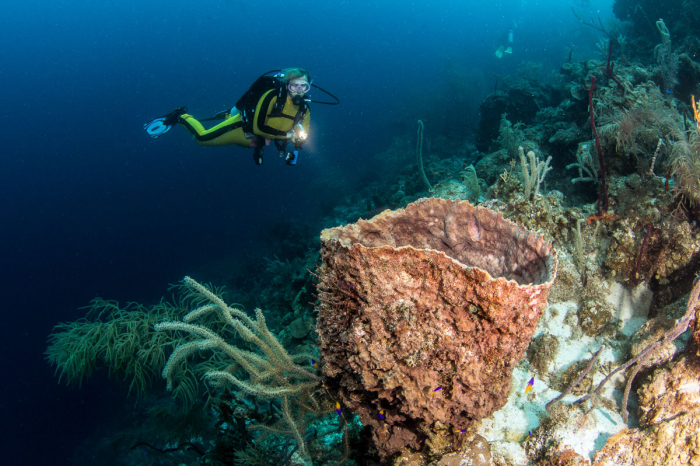 Glovers Reef Hopkins Plancecia Diving Belize 8