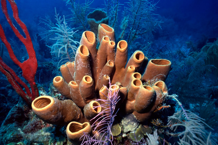Glovers Reef Hopkins Plancecia Diving Belize 9