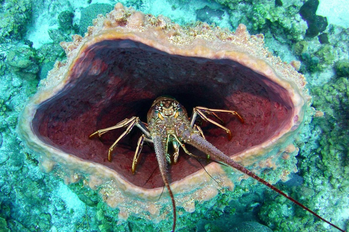 Glovers Reef Hopkins Plancecia Diving Belize 12