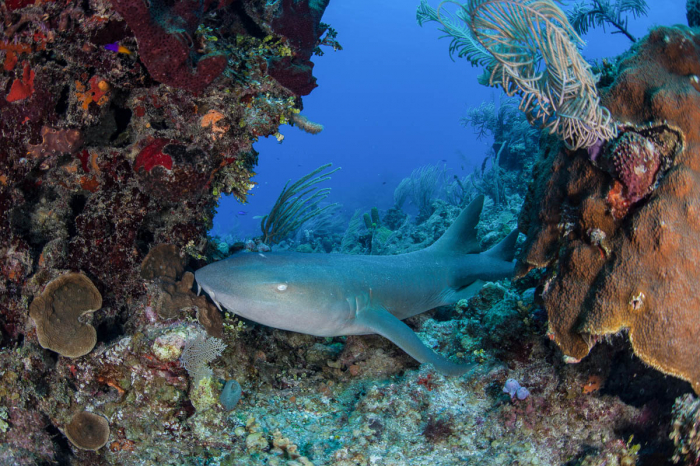 Turneffe Atoll Lighthouse Reef Great Blue Hole Belize Diving 3