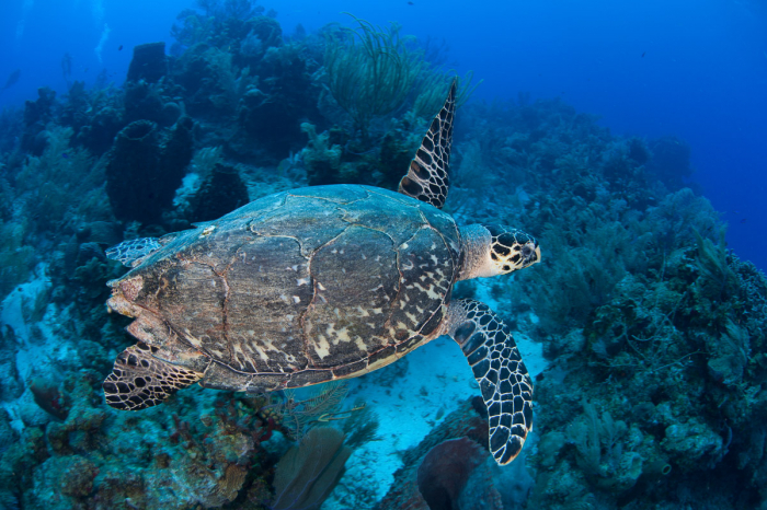 Turneffe Atoll Lighthouse Reef Great Blue Hole Belize Diving 7