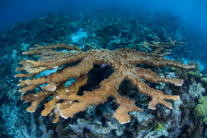 Turneffe Atoll Lighthouse Reef Great Blue Hole Belize Diving 8