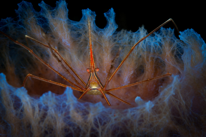 Bonaire Scuba Diving 7