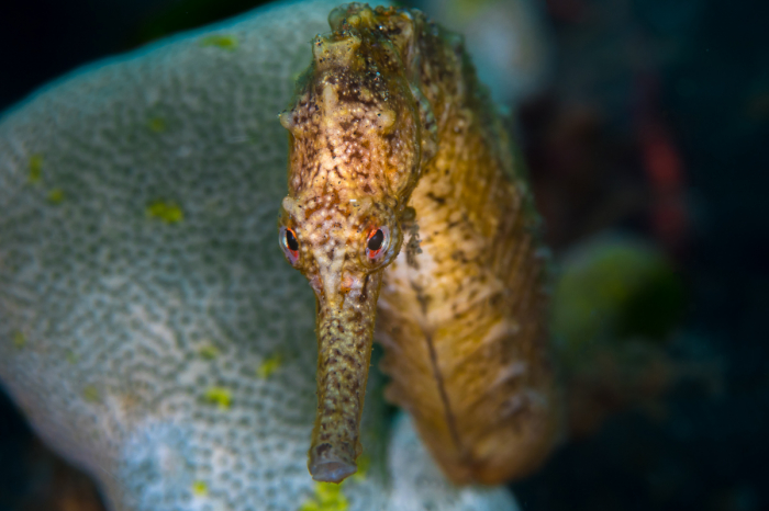 Bonaire Scuba Diving 11