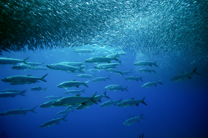 British Virgin Islands Scuba Diving 4