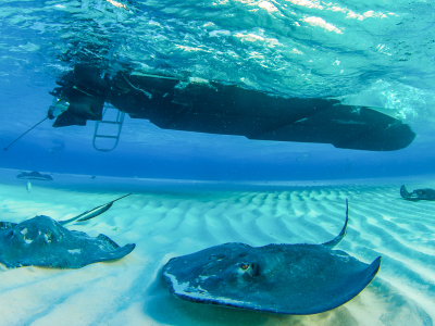 Cayman Islands Scuba Diving Banner