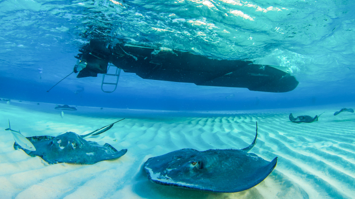 Cayman Islands Scuba Diving Banner
