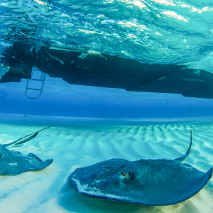 Cayman Islands Scuba Diving Banner