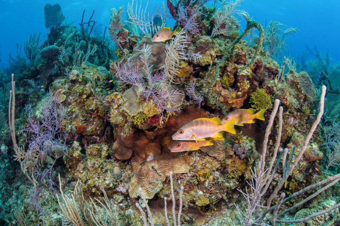 Cayman Brac Little Cayman Scuba Diving 3