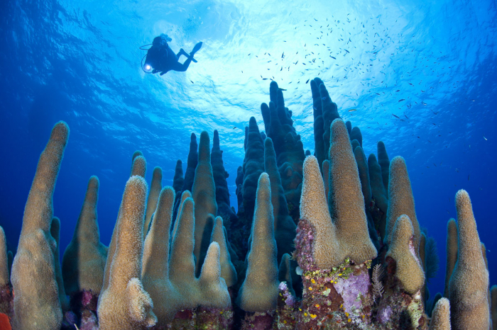 Cayman Brac Little Cayman Scuba Diving 5