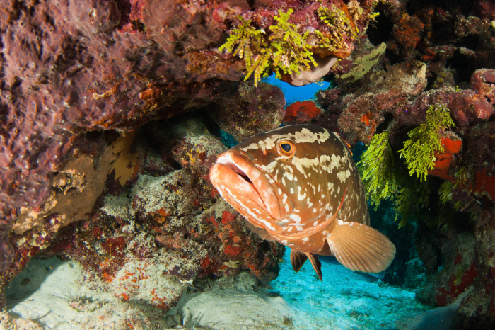 Cayman Brac Little Cayman Scuba Diving 11