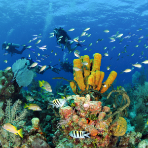 Cayman Brac Little Cayman Scuba Diving 14