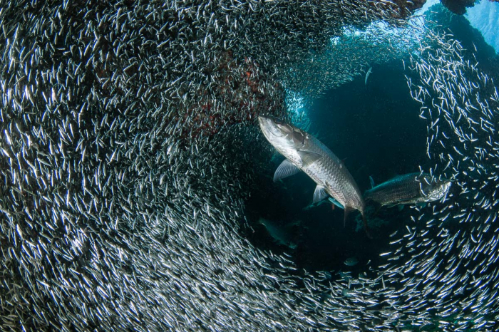 Grand Cayman Scuba Diving 4