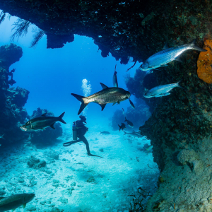 Grand Cayman Scuba Diving 10