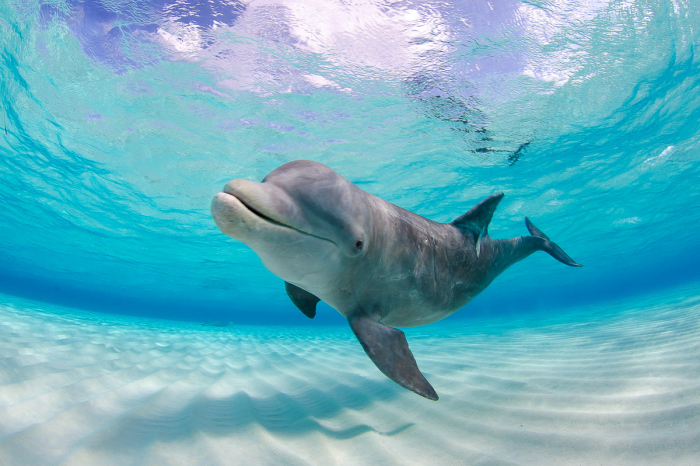 Grand Cayman Scuba Diving 11