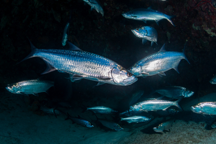 Grand Cayman Scuba Diving 14