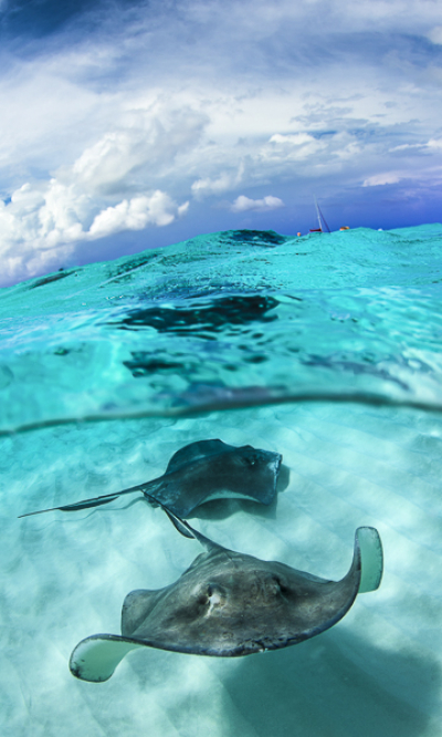 Grand Cayman Scuba Diving Portrait