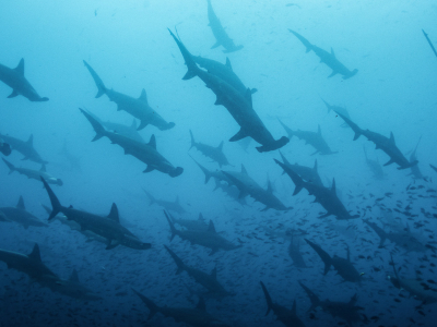 Malpelo Island Colombia Diving Colombia Banner