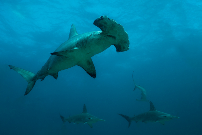 Malpelo Island Colombia Diving 3