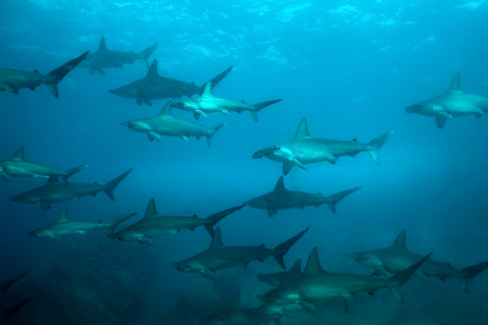 Malpelo Island Colombia Diving 4