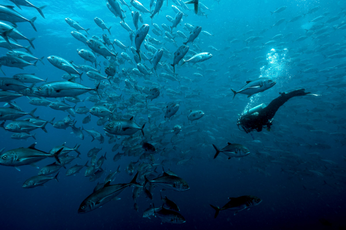 Malpelo Island Colombia Diving 5