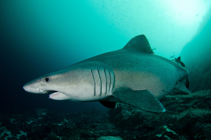 Malpelo Island Colombia Diving 10