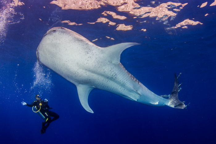 Malpelo Island Colombia Diving 11