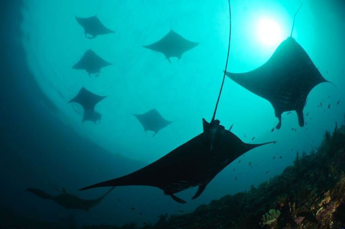 Manta Trust Raja Ampat Mantas