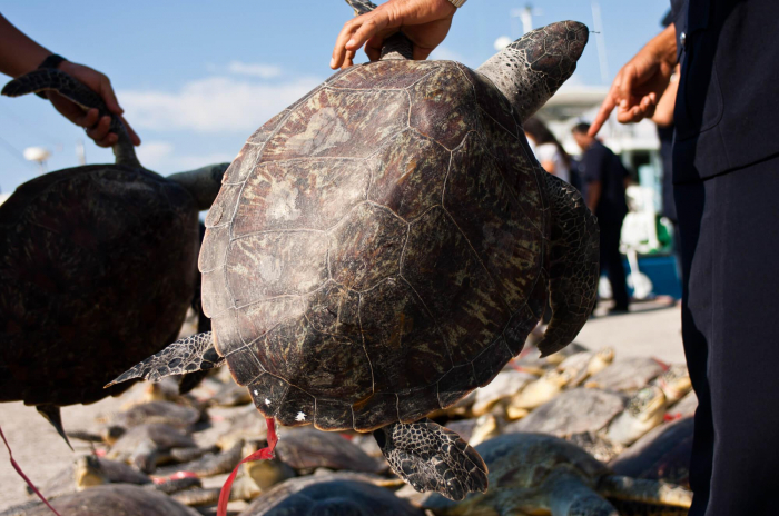Sabah Turtle Conservation